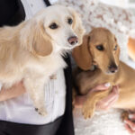 Shelby Patterson + Joe Bird Wedding