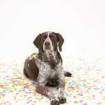 Heritage Lesson 1 from the German Shorthaired Pointer