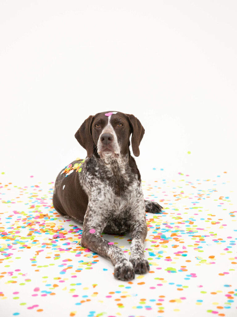 Heritage Lesson 1 from the German Shorthaired Pointer