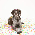 Heritage Lesson 1 from the German Shorthaired Pointer
