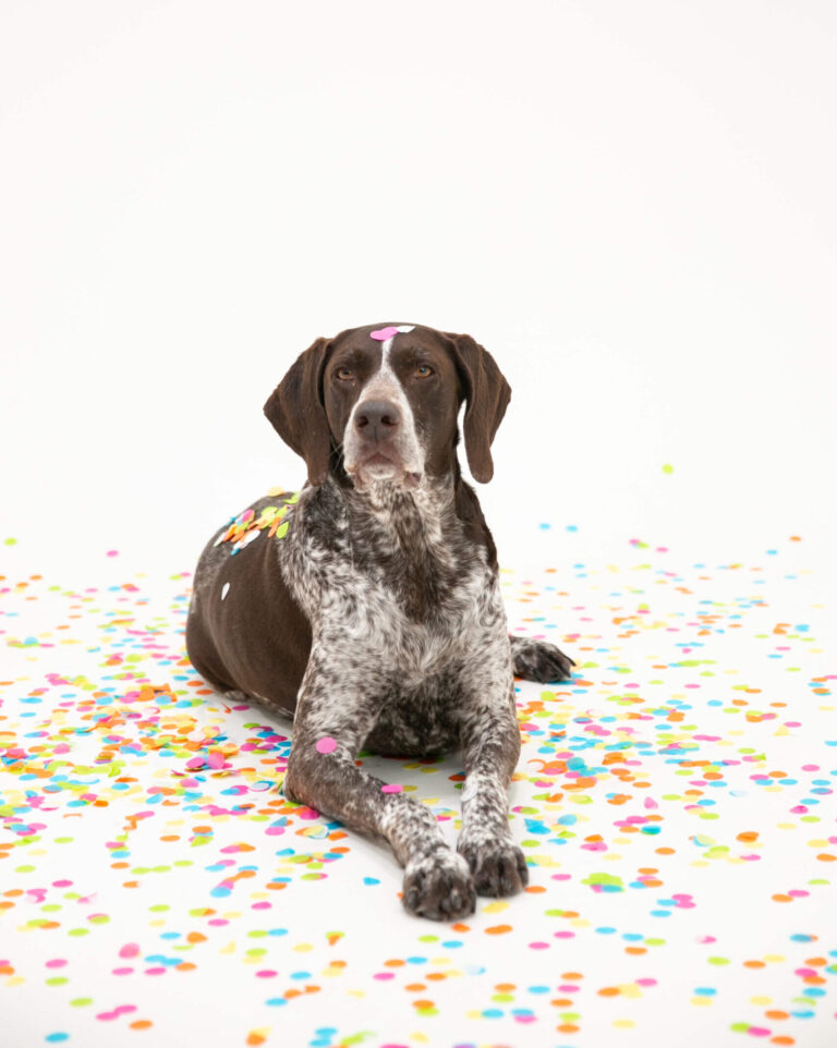Heritage Lesson 1 from the German Shorthaired Pointer
