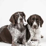 Heritage Lessons From the German Shorthaired Pointer Lesson 3