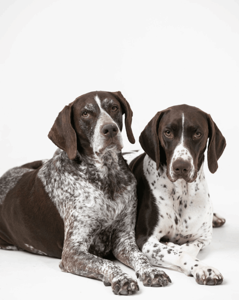 Heritage Lessons From the German Shorthaired Pointer Lesson 3