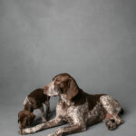 Heritage Lesson 4 From the German Shorthaired Pointer