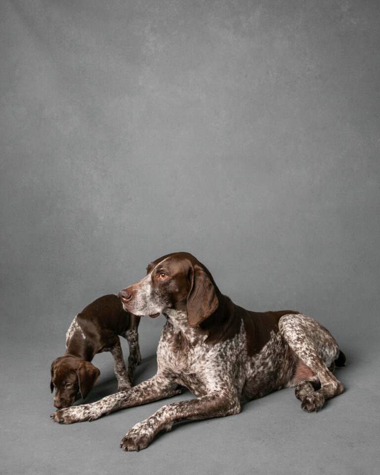 Heritage Lesson 4 From the German Shorthaired Pointer