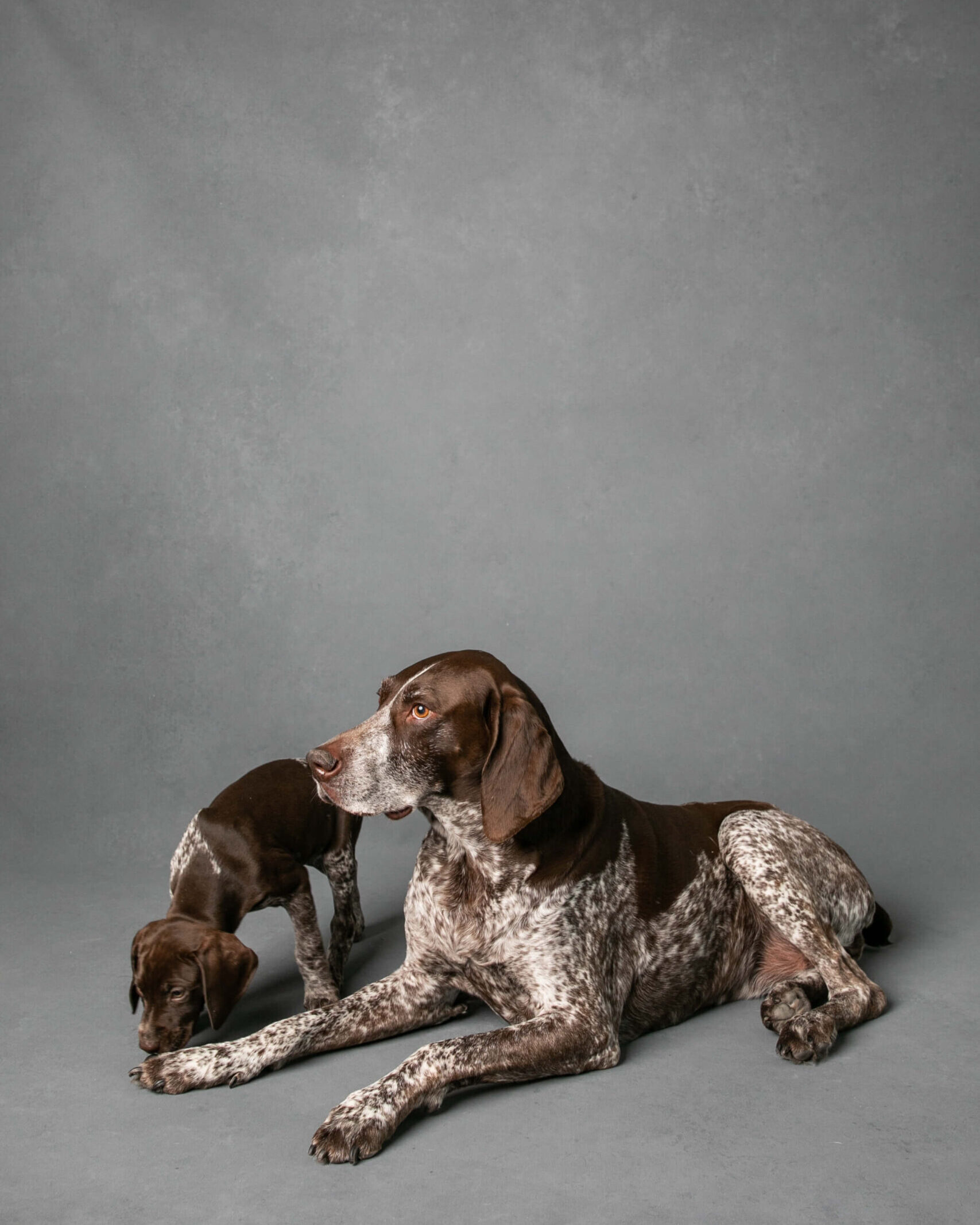Heritage Lesson 4 From the German Shorthaired Pointer